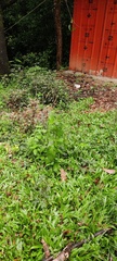 Hypoestes