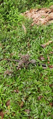 Hypoestes