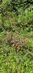 Hypoestes
