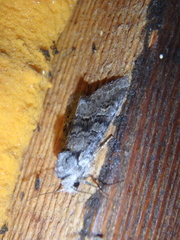 Brachylomia viminalis