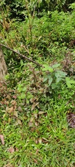 Hypoestes