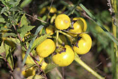 Solanum dimidiatum