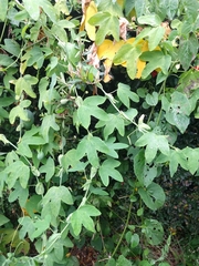 Passiflora subpeltata