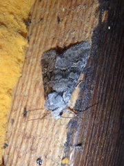 Brachylomia viminalis