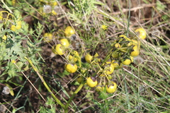 Solanum dimidiatum