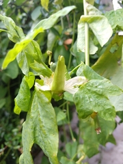 Passiflora subpeltata