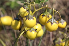 Solanum dimidiatum