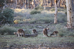 Macropus fuliginosus