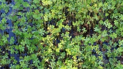 Marsilea