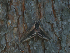 Sphinx ligustri