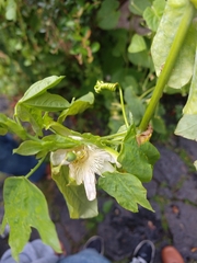 Passiflora subpeltata