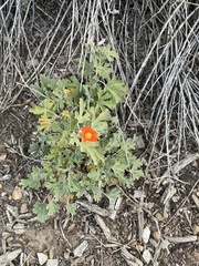 Sphaeralcea munroana