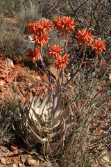 Aloe hereroensis