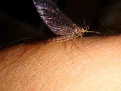 Ephemerella