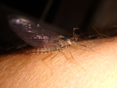 Ephemerella