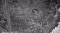 Nyctereutes procyonoides