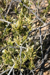 Acanthoideae