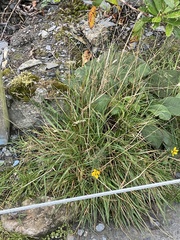 Scorzoneroides autumnalis