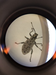 Myllocerus undecimpustulatus