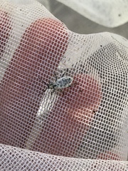 Myllocerus undecimpustulatus