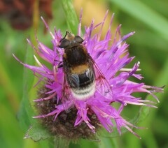 Eristalis intricaria