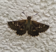 Pyrginae