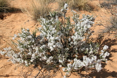 Eriocephalus ericoides