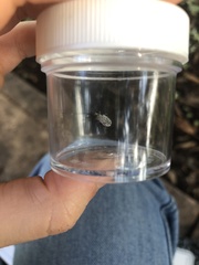 Myllocerus undecimpustulatus