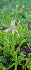 Moraea vegeta