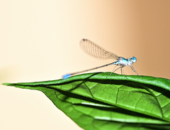 Nehalennia pallidula