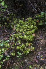 Nepenthes ampullaria
