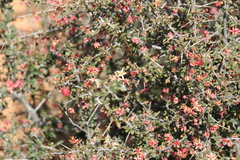 Putterlickia saxatilis