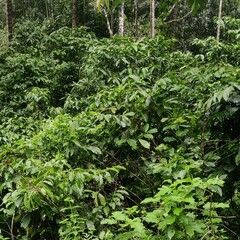 Coffea arabica