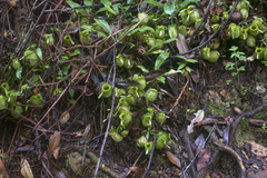 Nepenthes ampullaria