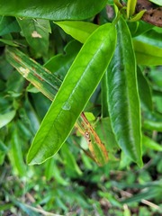 Hydrangea viburnoides