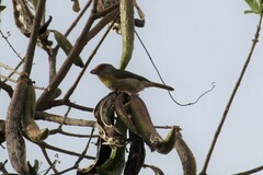 Cyclarhis gujanensis