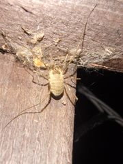 Oligolophinae