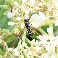 Ancistrocerus adiabatus