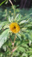 Bidens vulgata