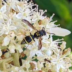 Ancistrocerus adiabatus
