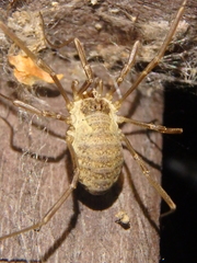 Oligolophinae