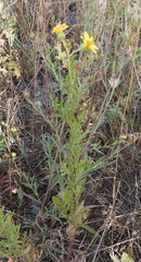 Jacobaea