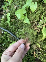 Hylocomium splendens