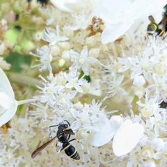 Ancistrocerus adiabatus