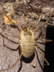 Oligolophinae