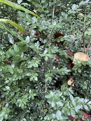 Ilex crenata