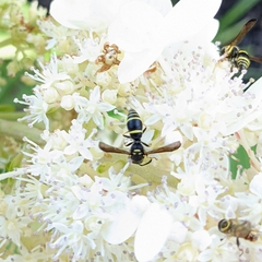 Ancistrocerus adiabatus