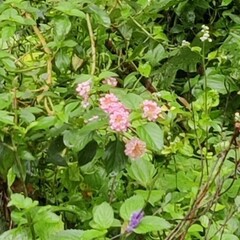 Lantana camara