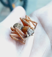 Neosparassus diana