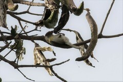 Cyclarhis gujanensis